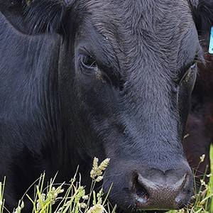 Cattle grazing in Stanley