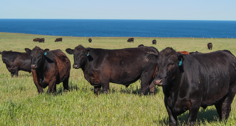 Cape Grim Beef - Tasmania, Australia