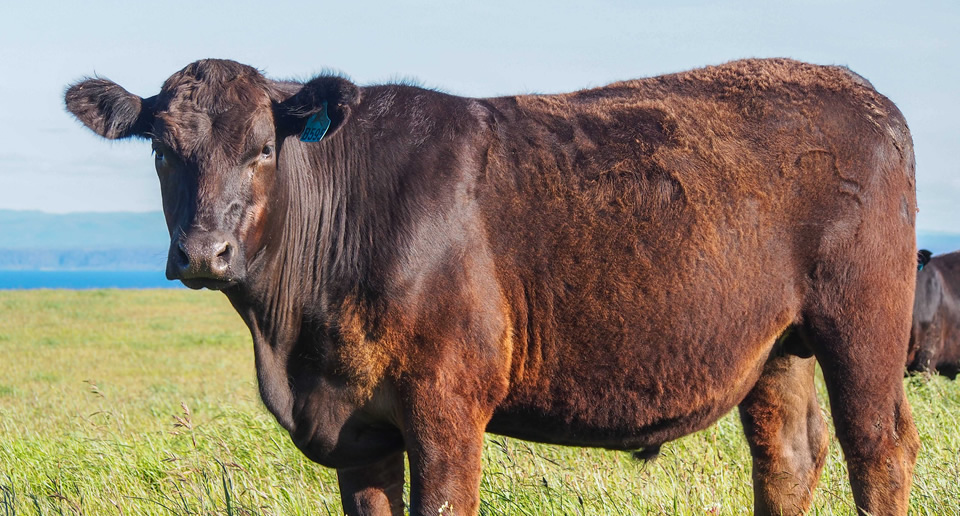 Cape Grim Beef - Tasmania, Australia