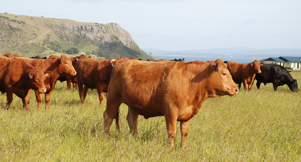 Cape Grim Beef - Tasmania, Australia