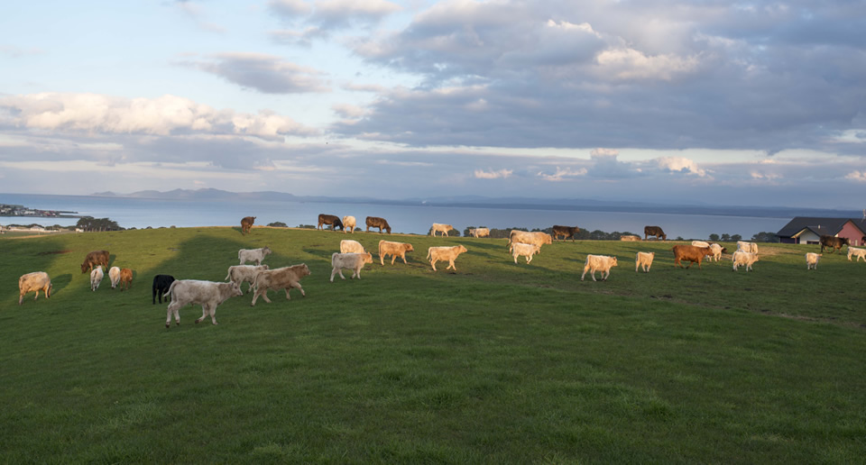 Cape Grim Beef - Tasmania, Australia