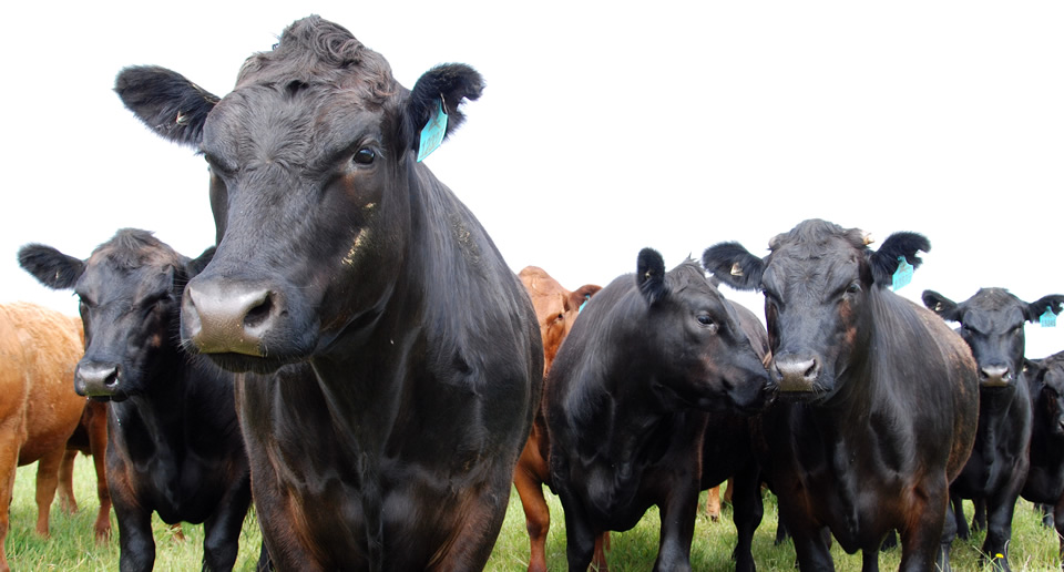 Cape Grim Beef - Tasmania, Australia