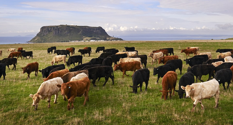 Cape Grim Beef - Tasmania, Australia