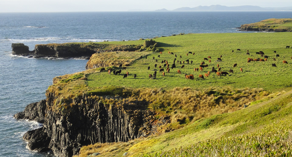 Cape Grim Beef - Tasmania, Australia